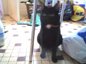Blacki