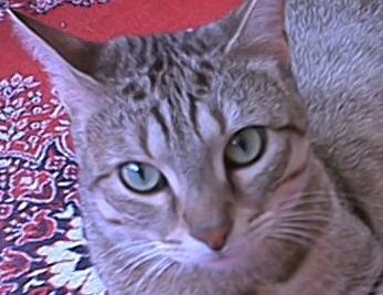 le chat en question